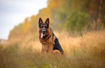 Autumn, dog breed German shepherd sitting on the footpath behind the forest and the bright colors of autumn, a serious dog