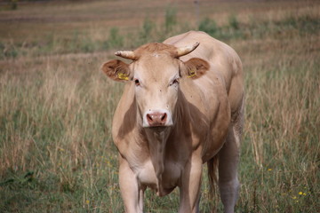 Red and white frisian cows on the grass on meadow in the Netherlands.