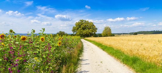 Weg durch die Felder