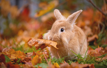 Decorative little rabbit in autumn in maple leaves