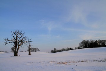 toter Baum in idyllischer Hügel Landschaft in Kirchnüchel im Winter  