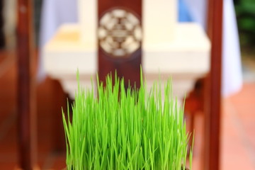seedling rice for decorate with blur background