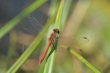 darter 