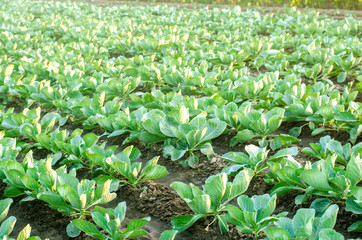 cabbage plantations grow in the field. vegetable rows. farming, agriculture. Landscape with agricultural land. crops