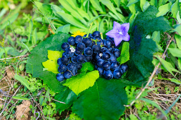 grape Crop of korea Fall