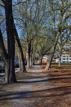 Tree-lined avenue near Sofienberg Park, Oslo