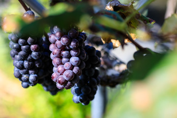 grape Crop of korea Fall