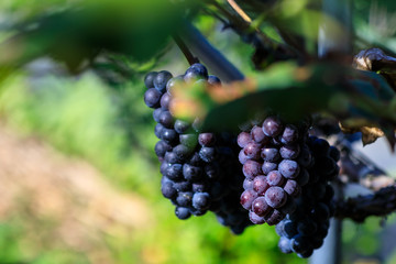 grape Crop of korea Fall