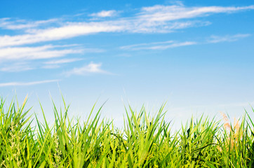 Fototapeta premium fresh grass on and blue sky. landscape. beautiful view. nature, environment. background for design. selective focus