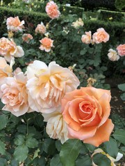 Pink Orange Roses