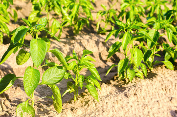 vegetable rows of pepper grow in the field. farming, agriculture, vegetables, eco-friendly agricultural products, agroindustry. Landscape with agricultural land