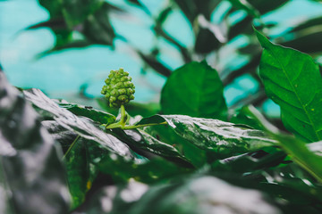 Fresh Noni Fruit on tree in garden .