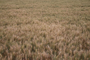 barley grain fields waiting for harvest in Zevenhuizen, the Netherlands.