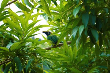 An emerald Toucanet spotted in a tree