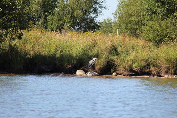 Heron Relaxing