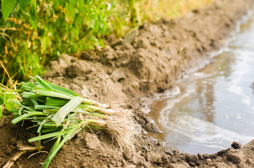 seedlings of leeks are ready for planting in the field. Agriculture, vegetables, organic agricultural products, agro-industry