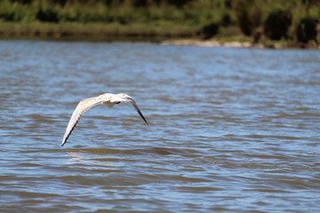 Fototapeta na wymiar Flying Seagull
