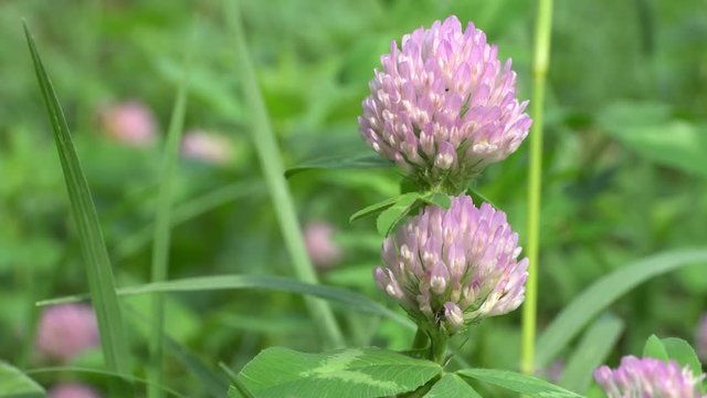 Close-up of clover meadow Trifolium pratense growing in summer on a lawn in the Caucasus Mountains
