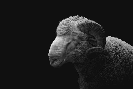 Sheep portrait (Merino) black and white 