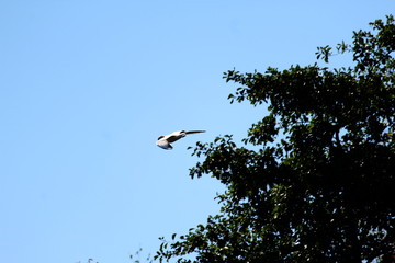 Flying Seagull