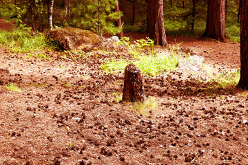 Beautiful autumn leaf. Cones of trees lying on the ground. Stump in the middle of glade.