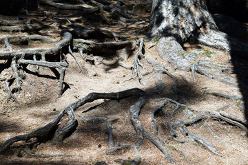 The roots of the old tree intertwine with each other on the ground.