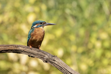 Common Kingfisher