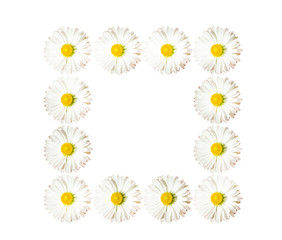 Frame: daisies on the white background