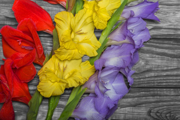 Beautiful gladiolus flowers on wooden background