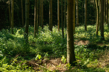 forêt de sapins