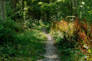 chemin en forêts 