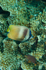 Butterflyfish