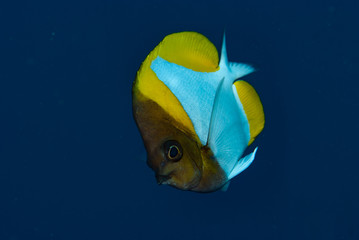 Naklejka premium Butterflyfish