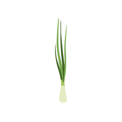 Green fresh chives, vegetarian healthy food, organic herb for cooking vector Illustration on a white background