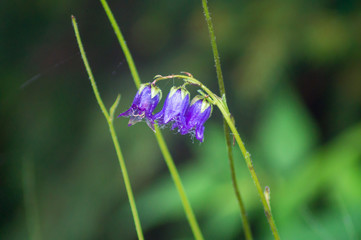 The bellflower, also known as the cup bell, is a plant species from the genus Adenophora within the family of the bellflowers. It is characterized by its fragrant, bell-shaped flowers