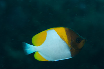 Pyramid Butterflyfish Hemitaurichtys polylepis