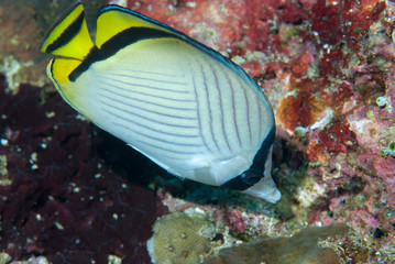 Butterflyfish