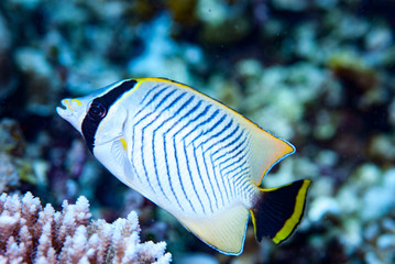 Vagabund Butterflyfish Chaetodon vagabundus