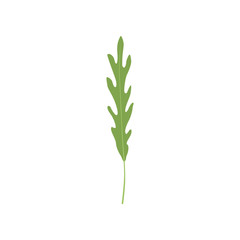 Fototapeta na wymiar Fresh green arugula leaf, vegetarian healthy food, organic aromatic herb for cooking vector Illustration on a white background