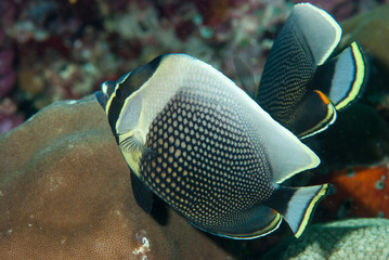 Reticulated Butterflyfish Chaetodon reticulatus