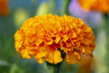 Beautiful orange flower.