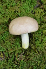 Single Mushroom