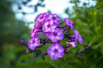 Fototapeta na wymiar Beautiful lilac flowers.