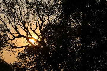 Silhouettes of branches of a tree in the sunrise nature.