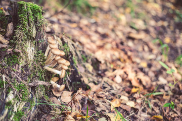 Mushroom in the forest