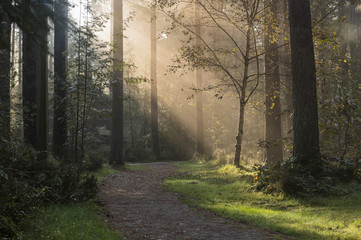 Forest Path Sunburst