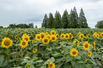 Obraz premium Sunflower of Akebono Agricultural Park in Kashiwa City, Chiba Prefecture, Japan / Akebono Agricultural Park is public park in Kashiwa city, Chiba, Japan
