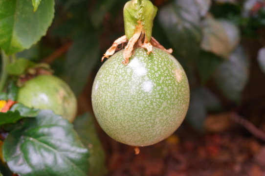 Green Passion fruit on plant
