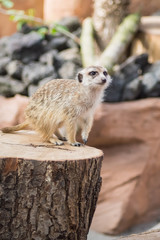 Fototapeta premium Meerkat standing on a tree trunk standing guard.in a wildlife