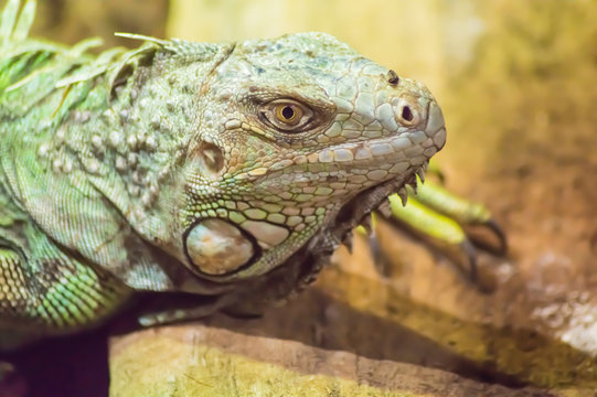 close up on the head of an iguana in a park